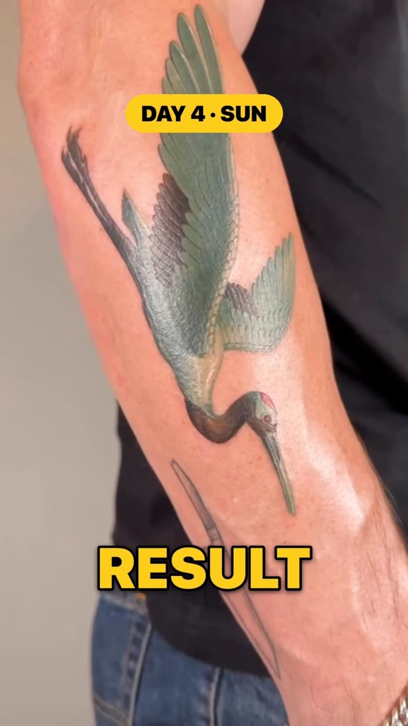 A finished fine-line tattoo of a crane in flight on a forearm.